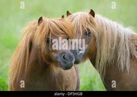 Close-up of Horses Nuzzling, Hesse, Allemagne Banque D'Images