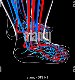 Pied humain système cardiovasculaire, artwork Banque D'Images
