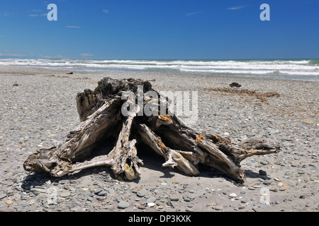 Plage en pierre avec des racines de bois flotté en été, Burke Road, Barrytown, West Coast, South Island, New Zealand Banque D'Images