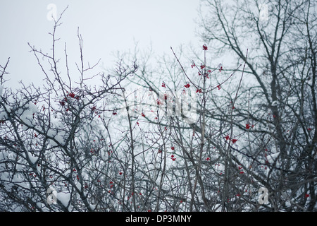 Rowan Tree dans la neige - hiver libre Banque D'Images