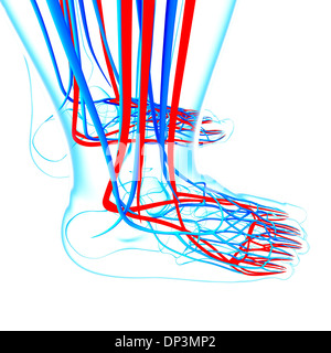 Pied humain système cardiovasculaire, artwork Banque D'Images