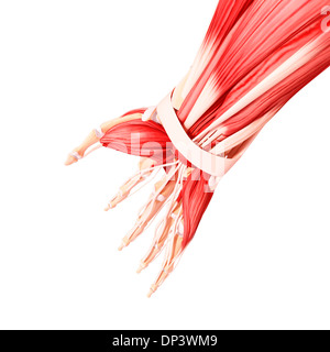 La main de l'Anatomy, artwork Banque D'Images