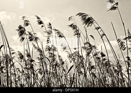 Low Angle View of Tall Grass, Wahner Heide, Allemagne Banque D'Images