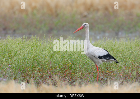 Cigogne Blanche (Ciconia ciconia), Hesse, Allemagne Banque D'Images