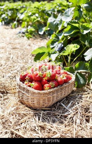 Close-up of panier de fraises dans le champ, Allemagne Banque D'Images