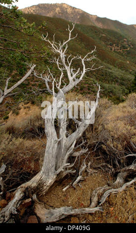 Juillet 19, 2006 ; Mt. Diablo, CA, USA ; les parties d'un arbre mort jeter près de la voie le long du sentier des chutes sur Mt. Diablo. Les chutes jusqu'à sec pendant l'été, mais la région a des formations rocheuses colorées et valent la peine d'un séjour à tout moment. Crédit obligatoire : Photo par Bob Larson/Contra Costa Times/ZUMA Press. (©) Copyright 2006 par Contra Costa Times Banque D'Images