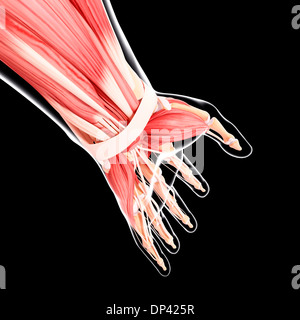 Human Anatomy, artwork Banque D'Images