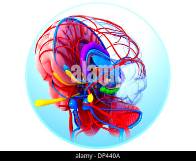 Les droits de l'anatomie du cerveau, artwork Banque D'Images