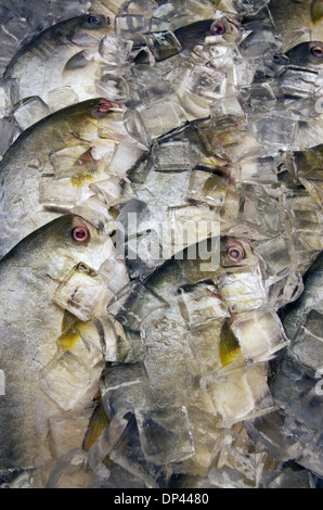 Poisson frais emballé dans la glace Banque D'Images