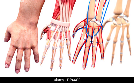 La main de l'Anatomy, artwork Banque D'Images