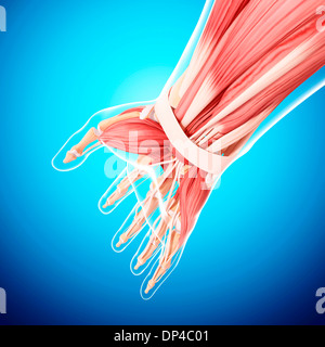 Human Anatomy, artwork Banque D'Images