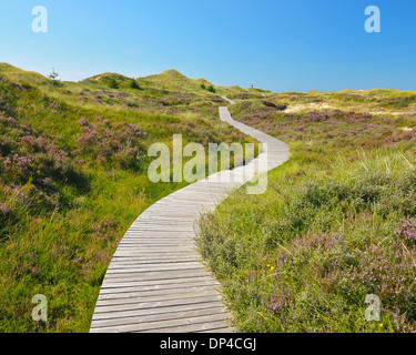 Passerelle en bois à travers les dunes, été, Norddorf, Amrum, Schleswig-Holstein, Allemagne Banque D'Images