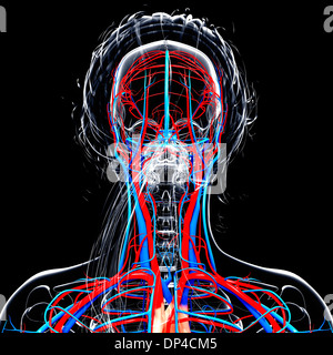 Système cardiovasculaire des femmes, artwork Banque D'Images