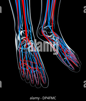 Pied humain système cardiovasculaire, artwork Banque D'Images