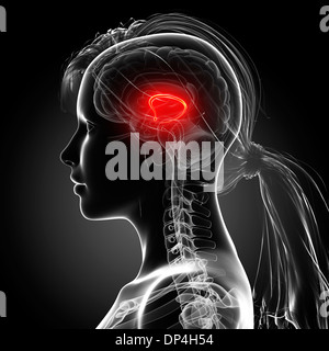 Cerveau féminin, artwork Banque D'Images