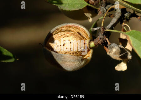 Aug 28, 2006 ; Chico, CA, USA ; amandes mûres d'accrocher à l'un des vergers de Maisie Jane amandes dans Chico, Californie lundi matin au cours de la récolte des amandes. Crédit obligatoire : Photo par Jose Luis Villegas/Sacramento Bee/ZUMA Press. (©) Copyright 2006 par Sacramento Bee Banque D'Images