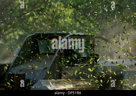 Aug 28, 2006 ; Chico, CA, USA ; les amandes et les feuilles tombent d'un arbre en face de la machine shakie dans l'un des vergers de Maisie Jane amandes dans Chico, Californie lundi matin au cours de la récolte des amandes. Crédit obligatoire : Photo par Jose Luis Villegas/Sacramento Bee/ZUMA Press. (©) Copyright 2006 par Sacramento Bee Banque D'Images