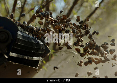 Aug 28, 2006 ; Chico, CA, USA ; amandes récoltées sont transportées à une holding panier au verger bio de Maisie Jane amandes dans Chico, Californie lundi matin au cours de la récolte des amandes. Crédit obligatoire : Photo par Jose Luis Villegas/Sacramento Bee/ZUMA Press. (©) Copyright 2006 par Sacramento Bee Banque D'Images