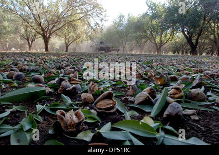 Aug 28, 2006 ; Chico, CA, USA ; amandes tombé d'amandiers qui ont été secouée à l'un de ses vergers de Maisie Jane amandes dans Chico, Californie lundi matin au cours de la récolte des amandes. Crédit obligatoire : Photo par Jose Luis Villegas/Sacramento Bee/ZUMA Press. (©) Copyright 2006 par Sacramento Bee Banque D'Images