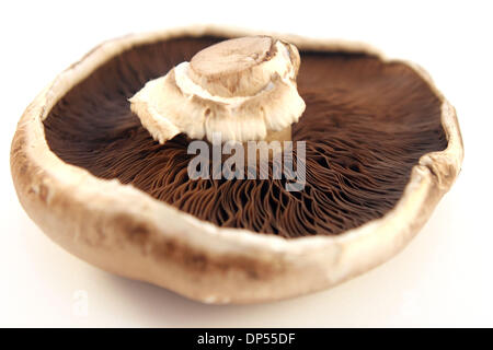 Sep 03, 2006 ; Los Angeles, CA, USA ; les champignons Portobello portobella (parfois) est un grand brown souche de ce même bouton champignon, laissé à mûrir et prendre sur un plus large, plus ouverte avant de prendre forme. Champignons Portobello se distinguent par leur grande taille, d'épaisseur et de la tige, et une odeur musquée. En raison de leur taille et l'épaisseur de leurs capsules charnues Banque D'Images