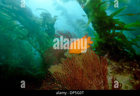 Sep 14, 2006 ; Avalon, CA, USA ; underwater vie marine dans le préserve de Catalina Islands West End Zone de plongée est abondante et diversifiée dans les forêts de varech et des récifs rocheux. Un Garibaldi, le poisson de l'état de Californie, croisait dans la forêt de varech près de Stoney Point sur l'extrémité ouest de Catalina. Crédit obligatoire : Photo de John Gibbins/SDU-T/ZUMA Press. (©) Copyright 2006 by SDU-T Banque D'Images