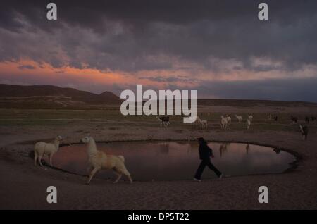 02 déc., 2006 - Uyuni, Bolivie - Au coucher du soleil, une jeune femme a le pouvoir d'un lama passé une piscine potable dans son effort quotidien pour les animaux du troupeau d'une zone clôturée pour dormir. L'agriculture représente environ 13 pour cent de l'économie bolivienne. Soixante-quatre pour cent de la population bolivienne, un peu moins de neuf millions, vivent en dessous du seuil de pauvreté. (Crédit Image : Â© Zack Baddorf/ZUMA Press) Banque D'Images