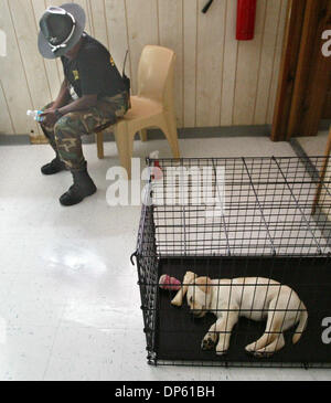 Oct 03, 2006 ; West Palm Beach, FL, USA ; Palm Beach County Sheriff's Office sous-Angela Rollins est assis dans une salle de classe tandis que la ferme les détenus apprennent à former des chiens pour devenir chien d'assistance pour les personnes handicapées. Samuri, un 8-semaine-vieux chiot qui est en cours de formation, se repose dans sa caisse. Le programme est par Pawsibilities "Unleashed" qui est un partenariat entre le bureau du shérif de Banque D'Images