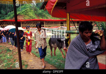 Oct 09, 2006 ;, Toraja de Sulawesi du Sud, en Indonésie ; vous transporter un cochon pendant la visite d'un salon funéraire Torajan. Un salon funéraire Torajan est la plus importante de toutes les cérémonies Torajan puisqu'il s'agit de l'envoi d'une personne morte à l'au-delà. Sans les rites funéraires, l'esprit du défunt va causer malheur à sa famille. Crédit obligatoire : Photo par Edy Purnomo/JiwaFoto/ZUMA Press. ( Banque D'Images