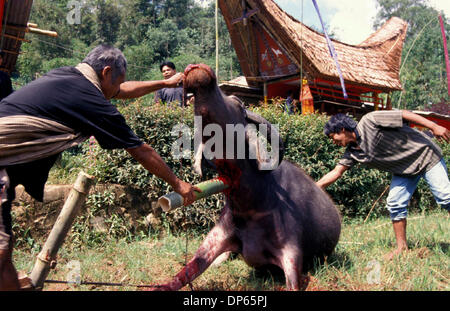 Oct 09, 2006 ;, Toraja de Sulawesi du Sud, en Indonésie ; un buffle est sacrifiée au cours de Torajan rites funéraires. L'enterrement est la plus importante de toutes les cérémonies Torajan puisqu'il s'agit de l'envoi d'une personne morte à l'au-delà. Sans les rites funéraires, l'esprit du défunt va causer malheur à sa famille. Crédit obligatoire : Photo par Edy Purnomo/JiwaFoto/ZUMA Press. (©) C Banque D'Images