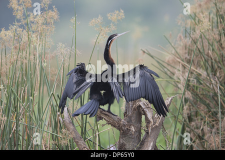 Le dard de l'Afrique de l'anhinga rufa (adultes), séchage, debout sur l'aile, le lac Albert, la direction générale de l'Ouganda, juin Banque D'Images