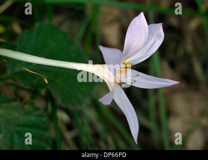 Meadow Saffron spralling en herbe - Colchicum autumnale Banque D'Images