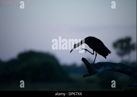 Silhouette d'un Rufescent Tiger Heron assis sur une branche dans la soirée Banque D'Images