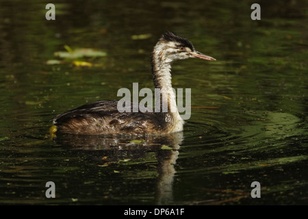 Grèbe huppé (Podiceps cristatus), juvénile Banque D'Images