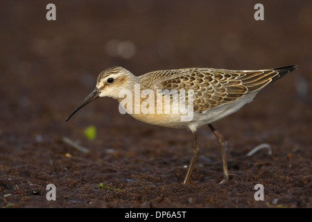 Curlew Sandpiper (Calidris ferruginea), juvénile Banque D'Images