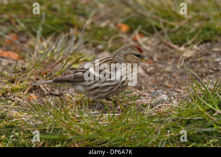 Sizerin flammé (Carduelis flammea moindre) ssp. cabaret Banque D'Images