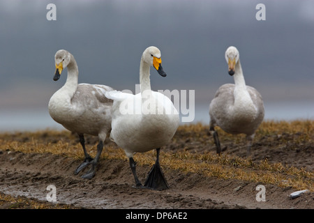 Cygne chanteur (Cygnus cygnus) et les jeunes adultes à marcher sur un champ pulvérisé avec Round-up Banque D'Images