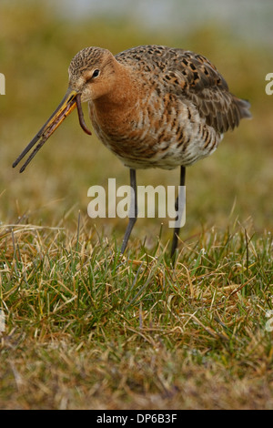 Barge à queue noire (Limosa limosa) Ver de l'alimentation Banque D'Images