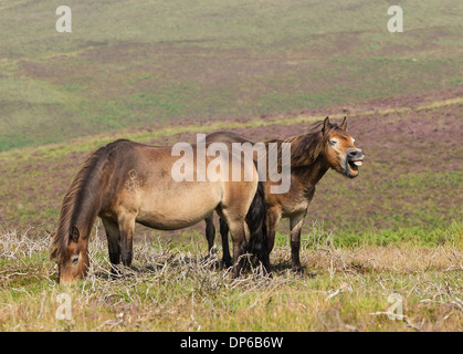 Poneys Exmoor - UK Banque D'Images