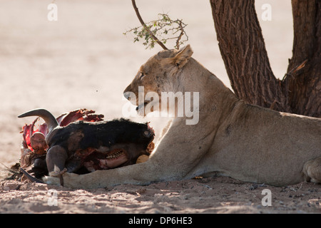 Lionne africaine avec kill dans le désert du Kalahari Banque D'Images