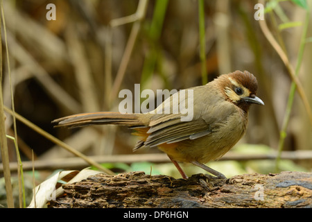 Belle White-browed Laughingthrush (Pterorhinus sannio) dans la forêt thaïlandaise Banque D'Images