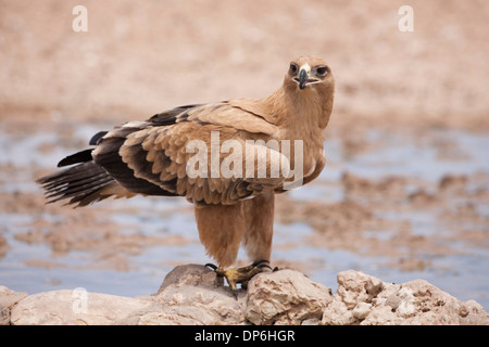 Aigle (Aquila rapax rapax) boire à un trou d'eau dans le Kalahari, Afrique du Sud Banque D'Images