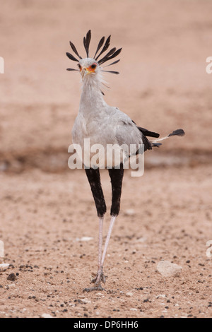 Oiseaux (sagittaire serpentarius secrétaire) marcher dans le désert du Kalahari, Afrique du Sud Banque D'Images