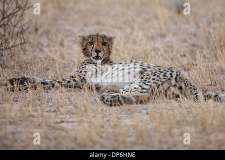 Le guépard se reposant dans le Kalahari Banque D'Images