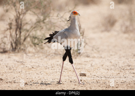 Oiseaux (sagittaire serpentarius secrétaire) marcher dans le désert du Kalahari, Afrique du Sud Banque D'Images