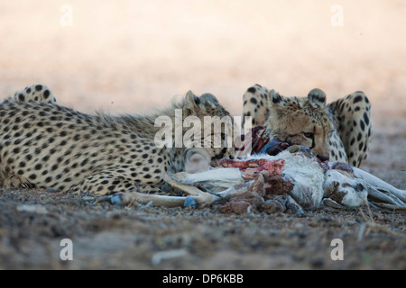 Guépard femelle et cub avec kill dans le Kalahari Banque D'Images