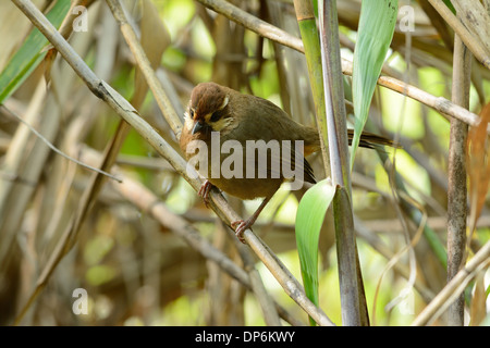 Belle White-browed Laughingthrush (Pterorhinus sannio) dans la forêt thaïlandaise Banque D'Images