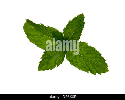 Menthe herbes fraîches Banque D'Images