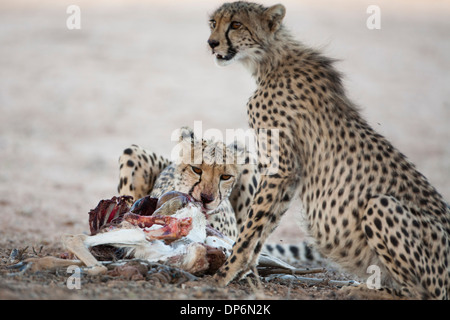 Guépard femelle et cub avec kill dans le Kalahari Banque D'Images