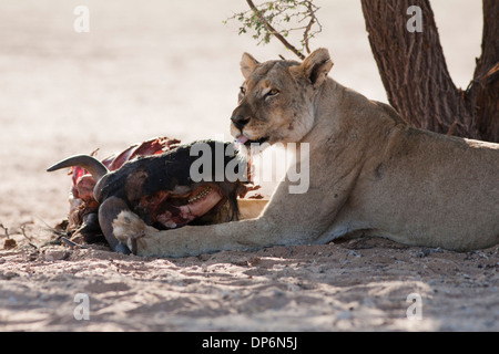 Lionne africaine avec kill dans le désert du Kalahari Banque D'Images