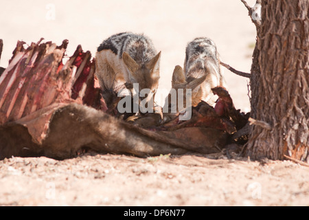 Le Chacal à dos noir avec kill dans le Kalahari Banque D'Images